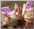 Desmometopa sp.